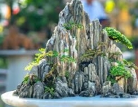 SƠN HÀ KING KOI - THIẾT KẾ BỞI MR TÀI: 0789711496