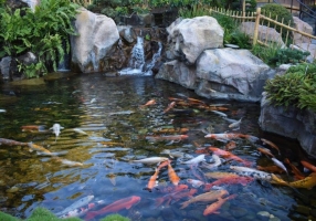 SƠN HÀ KING KOI - THIẾT KẾ BỞI MR TÀI: 0789711496