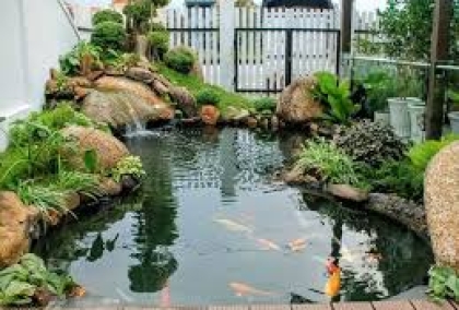 SƠN HÀ KING KOI - THIẾT KẾ BỞI MR TÀI: 0789711496