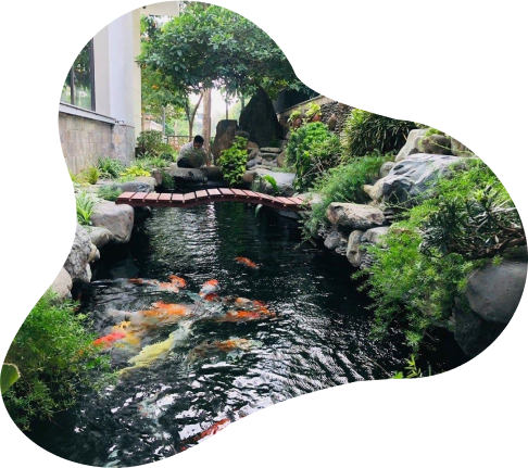 SƠN HÀ KING KOI - THIẾT KẾ BỞI MR TÀI: 0789711496