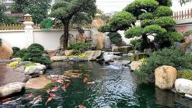 SƠN HÀ KING KOI - THIẾT KẾ BỞI MR TÀI: 0789711496